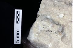 Foto (Detailansicht) von Decapoda indet. (NHMW-GEO-1990-0041-0388)